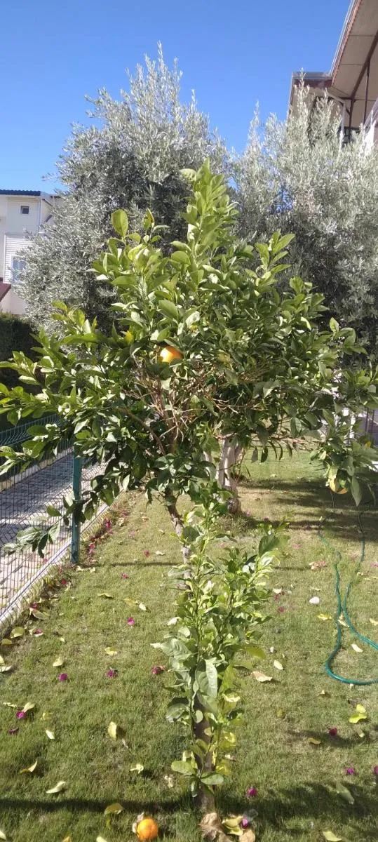 Image 1 of villaLemoon